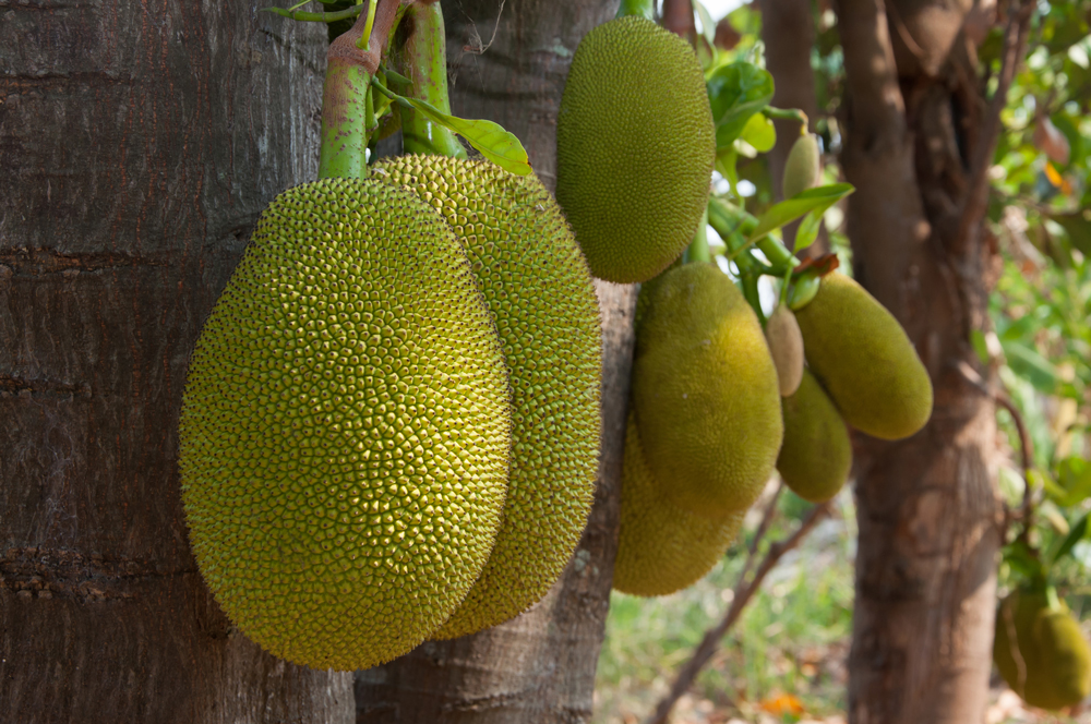 Is Jackfruit the Next It Ingredient?