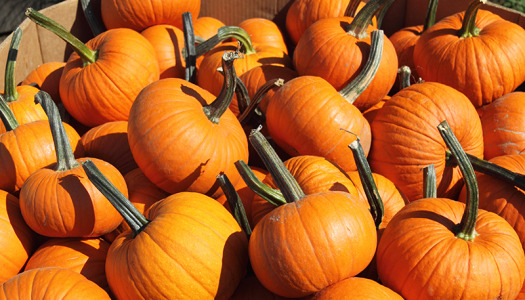 Five Interesting Facts About Pumpkins