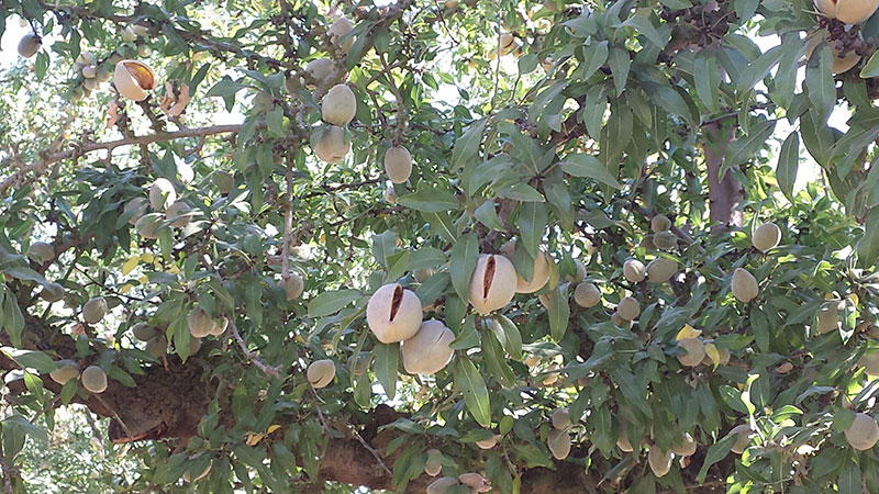 My Almond Orchard Experience