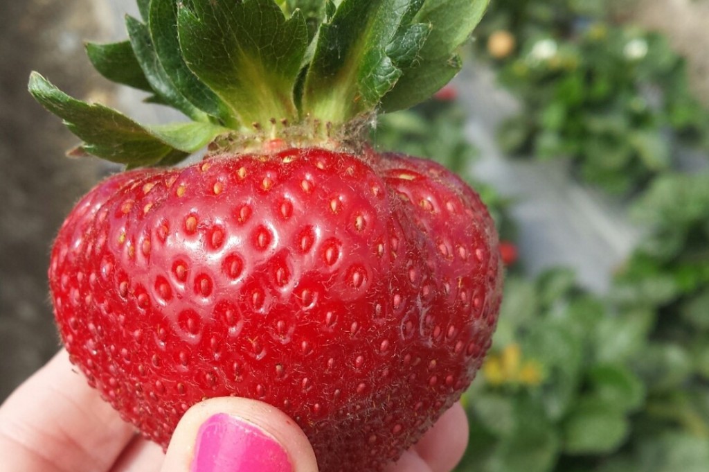 Holding Strawberry