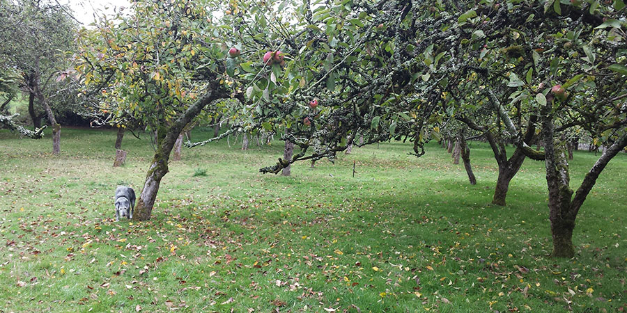 JaneDummer_Zwartbles-Orchard