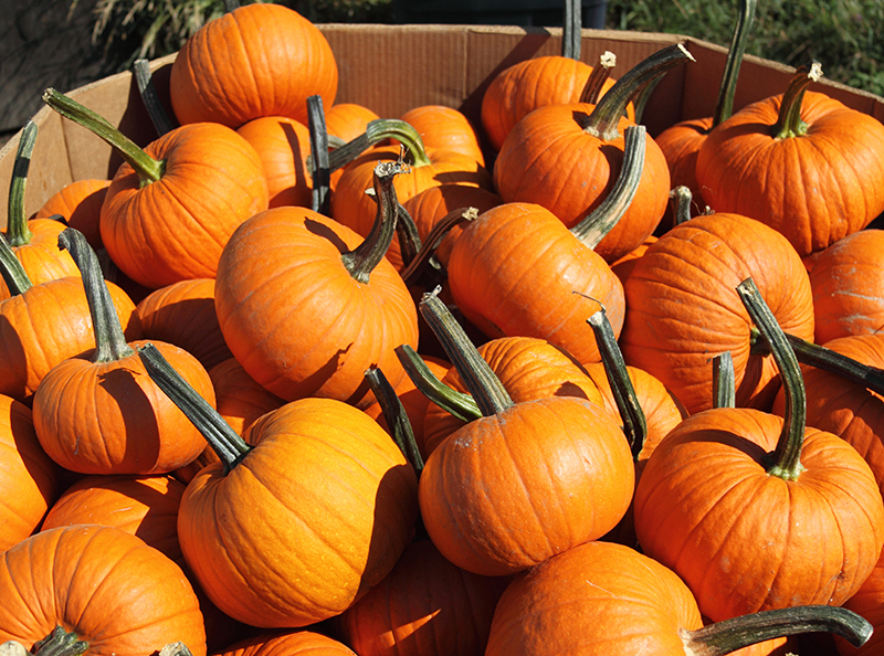 Pumpkin: The Nutrition Facts and Adding it to your Menu