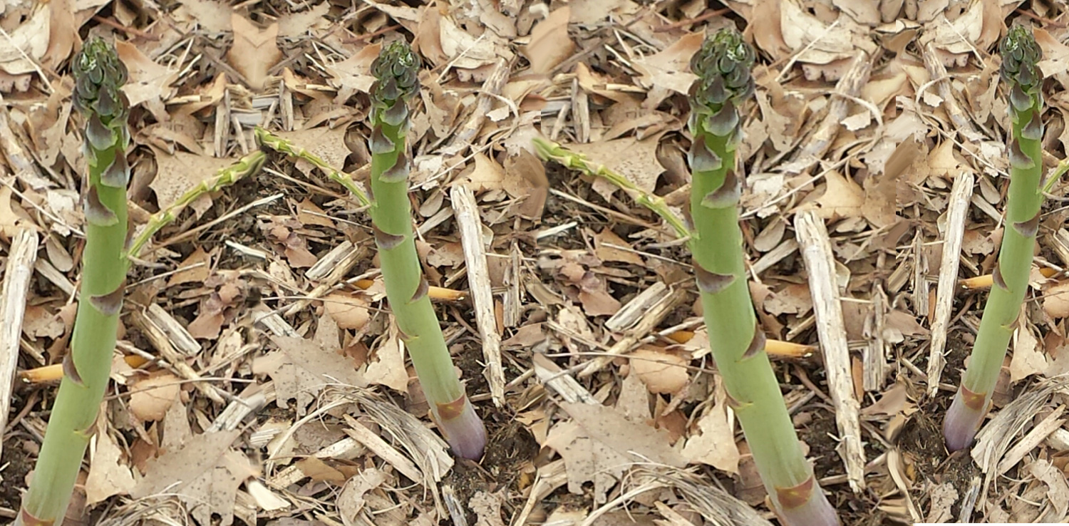 asparagus_individual_image